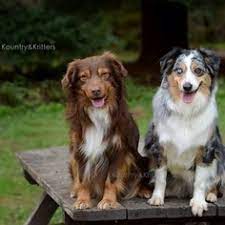 We did not find results for: View Ad Miniature Australian Shepherd Puppy For Sale Near California Oakley Usa Adn 12234