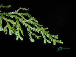 Image result for Selaginella congoensis