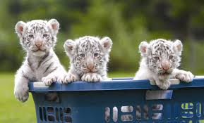 Just wanted to make a wallpaper. White Tiger Cubs Playing