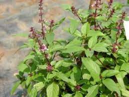 Untuk mendapat khasiat daun sirsak sebagai pengobatan kanker, rebuslah 10 daun sirsak dalam takaran 3 gelas air sampai menjadi satu cangkir air saja, saring, kemudian dinginkan dan minum ramuan ini setiap pagi selama 3 sampai 4 minggu untuk mendapat khasiat air rebusan daun sirsak. Herba Nusantara Manfaat Dan Khasiat Daun Selasih Daun Facebook