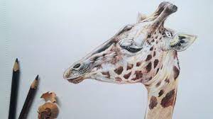 Jun 07, 2020 · some drawings or paintings inspire us a lot. Giraffe Face Drawing In Color Pencils Animal Drawing Color Pencil Drawing Youtube