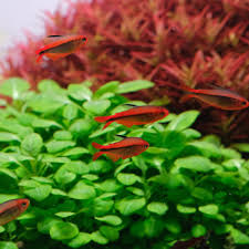 Image result for Eriocaulon bongense