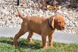 Megan Pierce Has Vizsla Puppies For Sale In Nampa Id On Akc Puppyfinder Vizsla Puppies Vizsla Puppies For Sale Vizsla