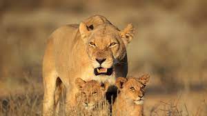 Download Wallpaper 2048x1152 Lion Female Lion Cubs Family Wildlife Shower Curtains Animal Planet Male Lion