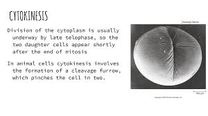 The cell plate expands from the middle out (centrifugally) until it reaches. Sara Ranyah Kara And Erica Ppt Download