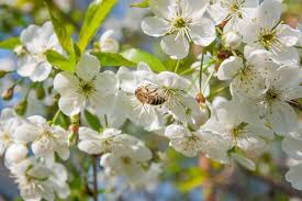The best trees for honey bees offer a great source of nectar and pollen, continuing to be productive. 5 Trees That Attract Honeybees