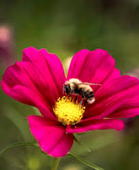 Best annual flowers for honey bees and native bees. Pollinators Celebrated This Week Stalberttoday Ca