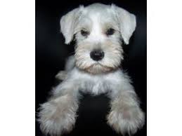 Welcome to california schnauzers after 20 years of breeding in california, we have opted for a change. Miniature Schnauzer Puppies In Tennessee