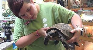 5 Of The Best Pet Tortoises Reptile Centre