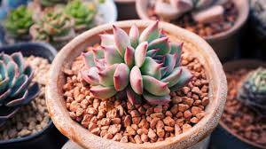 This entry is part of 19 in the series beautiful backyard garden decor ideas The Best Outdoor Porch Decor For Southwest Living Porchlight Homes