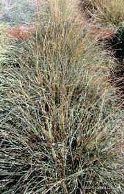 Image result for Dichanthium