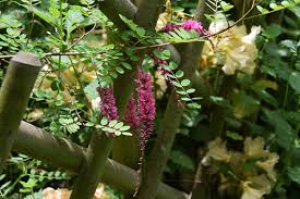 Image result for Indigofera homblei