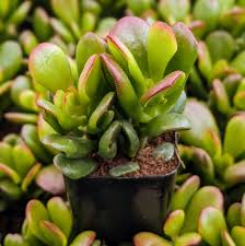 Image result for Crassula vaginata