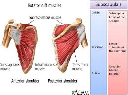 This muscle is found in the anterior wall of the axilla, underneath the pectoralis major. Glenohumeral Joint Shoulder Joint Daniel Harris Amanda House
