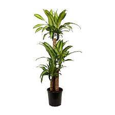 Dracaena Massangeana Corn Palm Houseplant 24cm Homebase House Plants Indoor Plants Plants