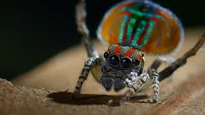 Get 25% exotic jumping spiders for sale on your purchase. Nature Peacock Spider Performs Colorful Dance To Attract Mate Season 36 Episode 6 Pbs