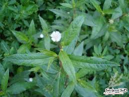 Suong sam long yanang jelly plant seeds germination info. Suong Sam Long Yanang Jelly Seeds Satisfaction 100