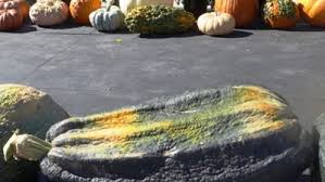 Check spelling or type a new query. Giant Vegetable Marrows Squash The Competition Finegardening