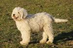 Komondor Dog Breed Information and Pictures