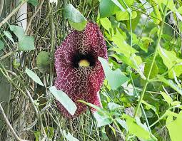 Image result for Aristolochia heppii