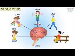 It is situated in the skull cavity. Nervous System And Its Parts Science Grade 5 Tutway Youtube