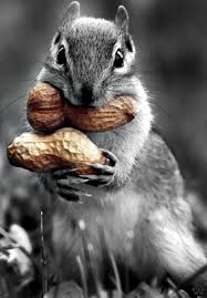 Black And White Squirrel Like Animal Pumarck Color Splash Photo Color Splash Photography Animals
