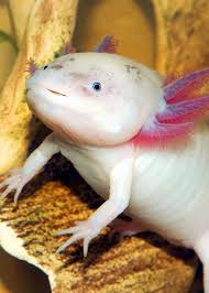 Fresh axolotl coloring page collection. Baby Pink Super Cute Baby Axolotl Cuteanimals