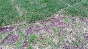 It may take several months for this you can also use a tiller as a grass removal tool. Is Laying Sod Higher Than Existing Lawn Best Practice Gardening Landscaping Stack Exchange