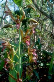 Image result for Eulophia alta