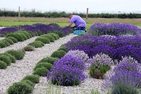 Another plus is that it can withstand hot summer. Lavender Flower Stages