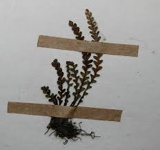 Image result for Lellingeria