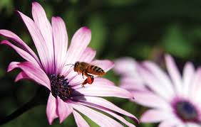 Image result for Plicosepalus amplexicaulis