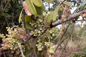 Image result for Cnestis