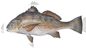 Check spelling or type a new query. Species Spotlight Black Drum Carolina Sportsman