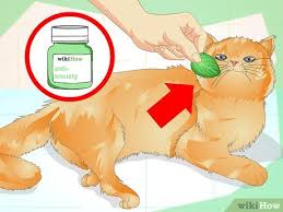 Still, 10% of neutered males and 5% of neutered females also spray, reports the cornell university college of veterinary medicine. How To Prevent A Cat From Spraying 12 Steps With Pictures