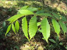 Image result for Zanthoxylum lindense
