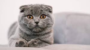 Scottish Fold Kedi Tum Ozellikleri Ve Karakteri Guncel