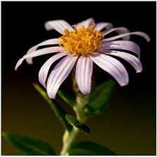 Image result for Athrixia phylicoides