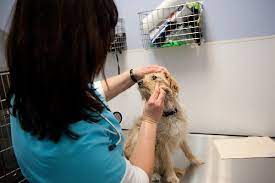 Our emergency veterinarians are committed to making every visit for your pet as pleasant as possible. Medical Emergencies And Concerns Paws Chicago
