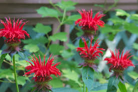 Beautiful flowers that attract pollinators, perfect for planting in containers, beds, borders, and near edible gardens to improve pollination. Bee Balm Your New Favorite Herb Backyard Forager