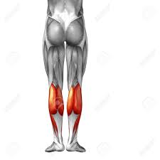 Back and buttocks pain is a debilitating combination of symptoms often linked by the involvement of the postural muscles or the nerves which innervate the postural muscles. Concept Conceptual 3d Back Lower Leg Human Anatomy Or Anatomical Muscle Isolated On White Background Stock Photo Picture And Royalty Free Image Image 38279034