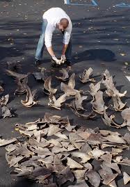 Shark Finning Wikipedia
