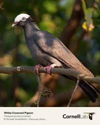 Image result for Pleurostylia capensis