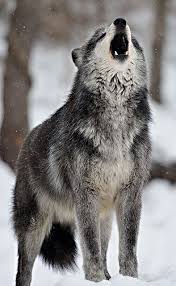 Ummm That S Like The Real Life Version Of My Stuffed Wolf Dusk Don T Judge Me I Hear You Judging Me In Your Head Wolf Spirit Wolf Dog Wild Dogs