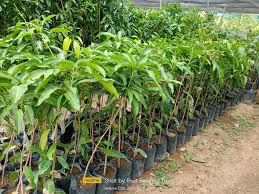 Collecting Order available ulit this MAY 15🌱 🥭 Sweet Catimon Mango All  Year round Fruiting Flowering Xl size Sakto ngayong tag-ulan Halina't  magtanim ng may aanihin🌱 📍tuguegarao ugac norte 📍cullit camalaniugan  ✨️Open