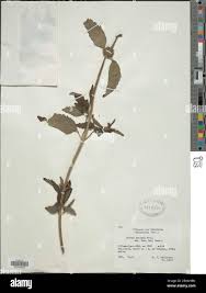 Image result for Leucas deflexa