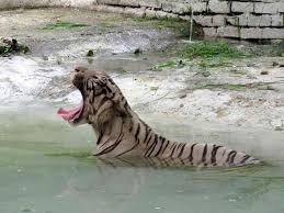 Delhi Zoo Timings Entry Fee 2020 Address Nearest Metro