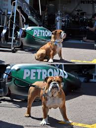The formula 1 driver is regularly seen with his pet dog, roscoe. Roscoe Lewis Hamilton S Dog Nice Dog Wanted One Of This F1 Lewis Hamilton Lewis Hamilton Lewis Hamilton Formula 1