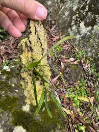 Image result for Bulbophyllum intertextum