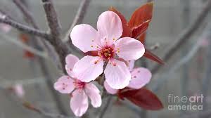 Thundercloud plum tree prunus cerasifera 'thundercloud'. Blossoms Of The Japanese Plum Tree In Las Vegas Nevada 1 Photograph By Jennifer E Doll